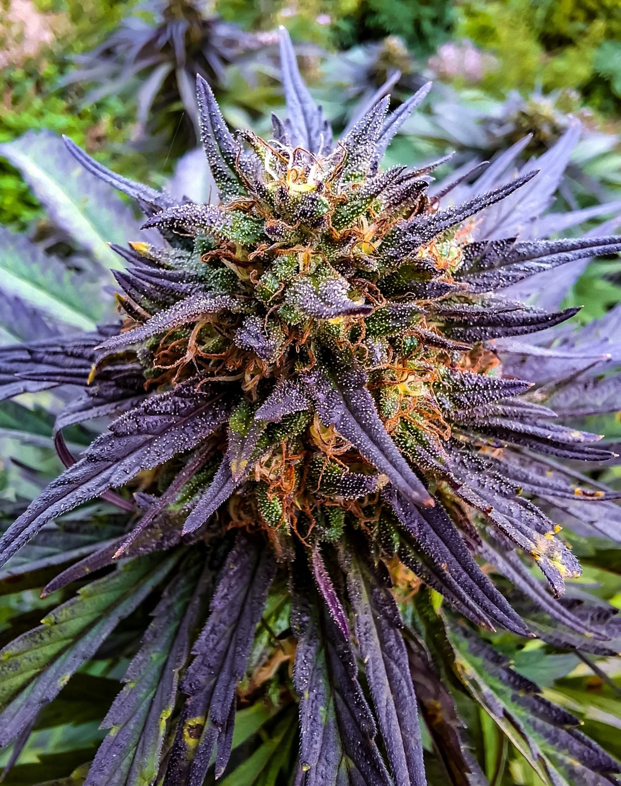 Rainbow Cake – Image 2