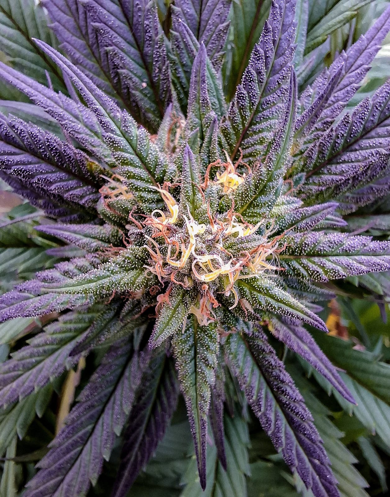 Moby Dick – Image 2