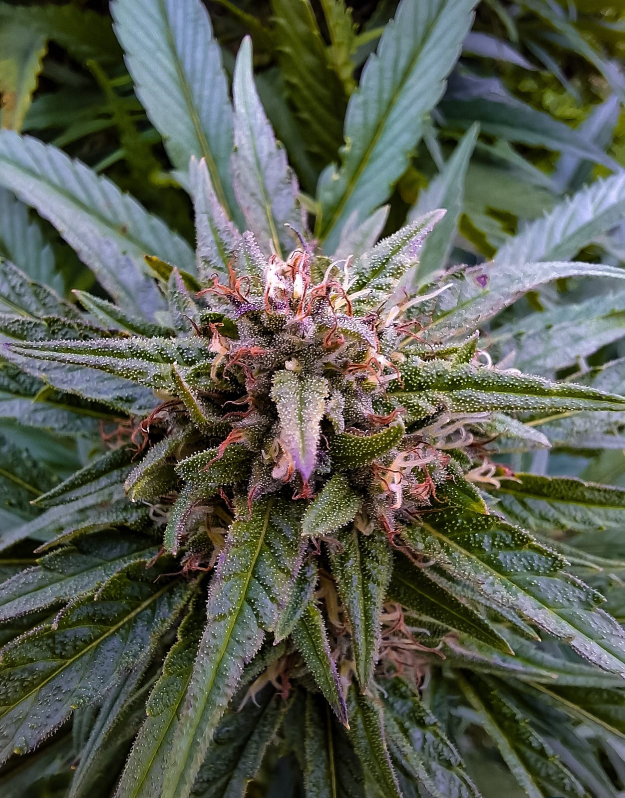 Moby Dick – Image 3