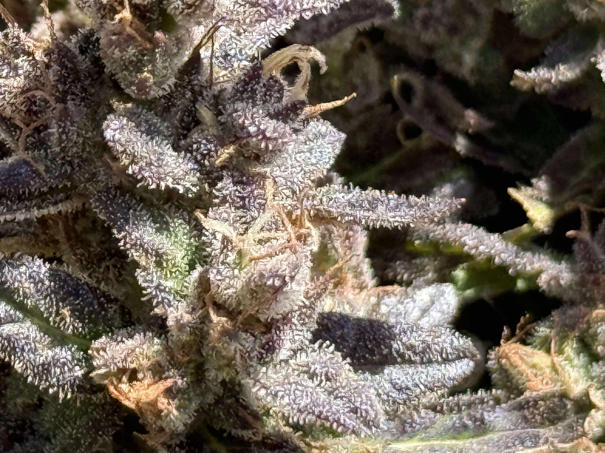 Rainbow Cake – Image 3