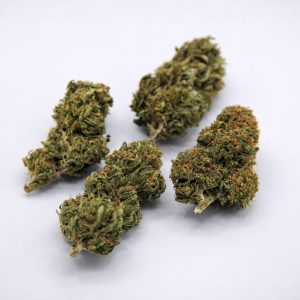 Pack Découverte 10g