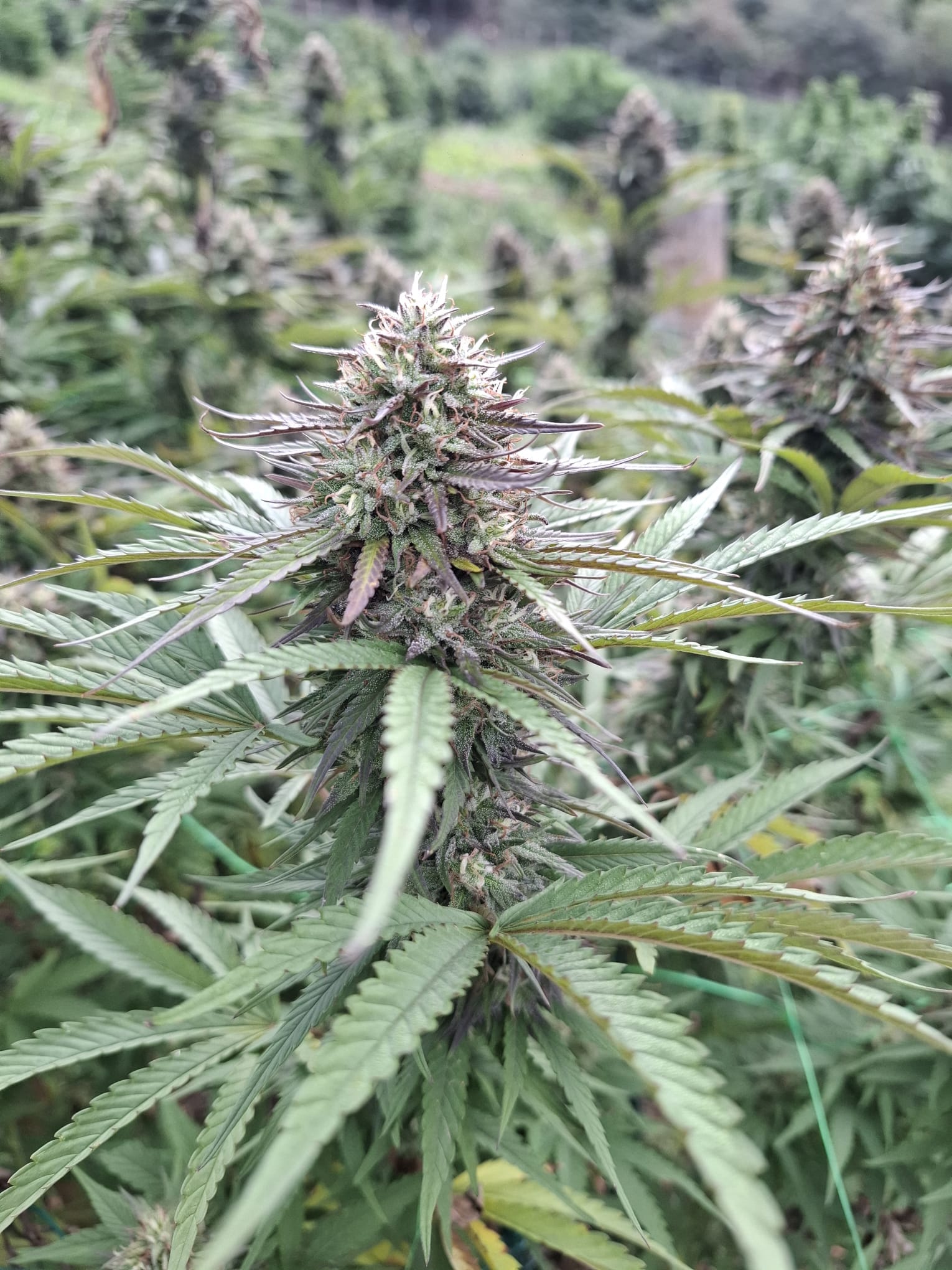 Jack Horror – Image 3