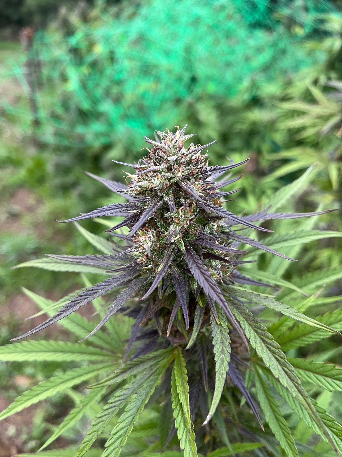 Jack Horror – Image 2