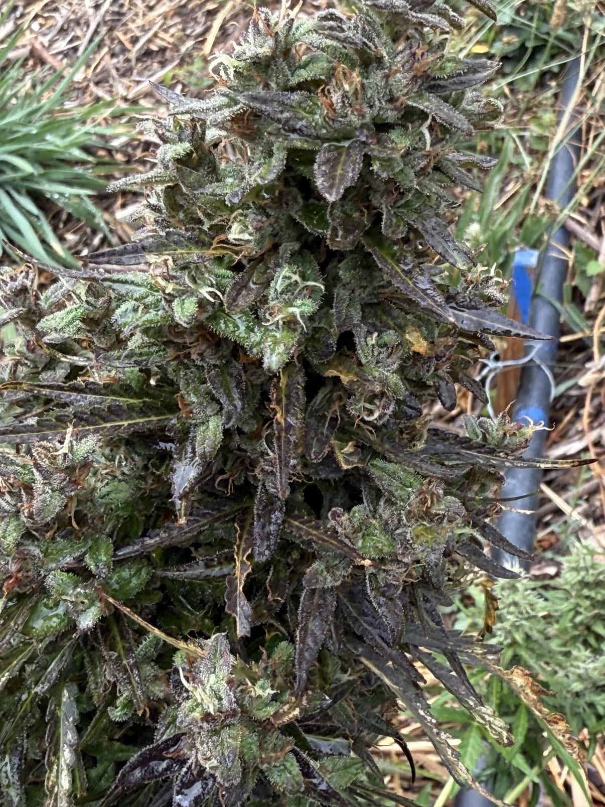 Limoncello CBG – Image 3