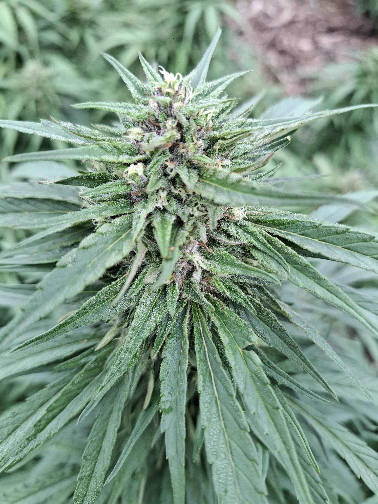 Limoncello CBG – Image 2