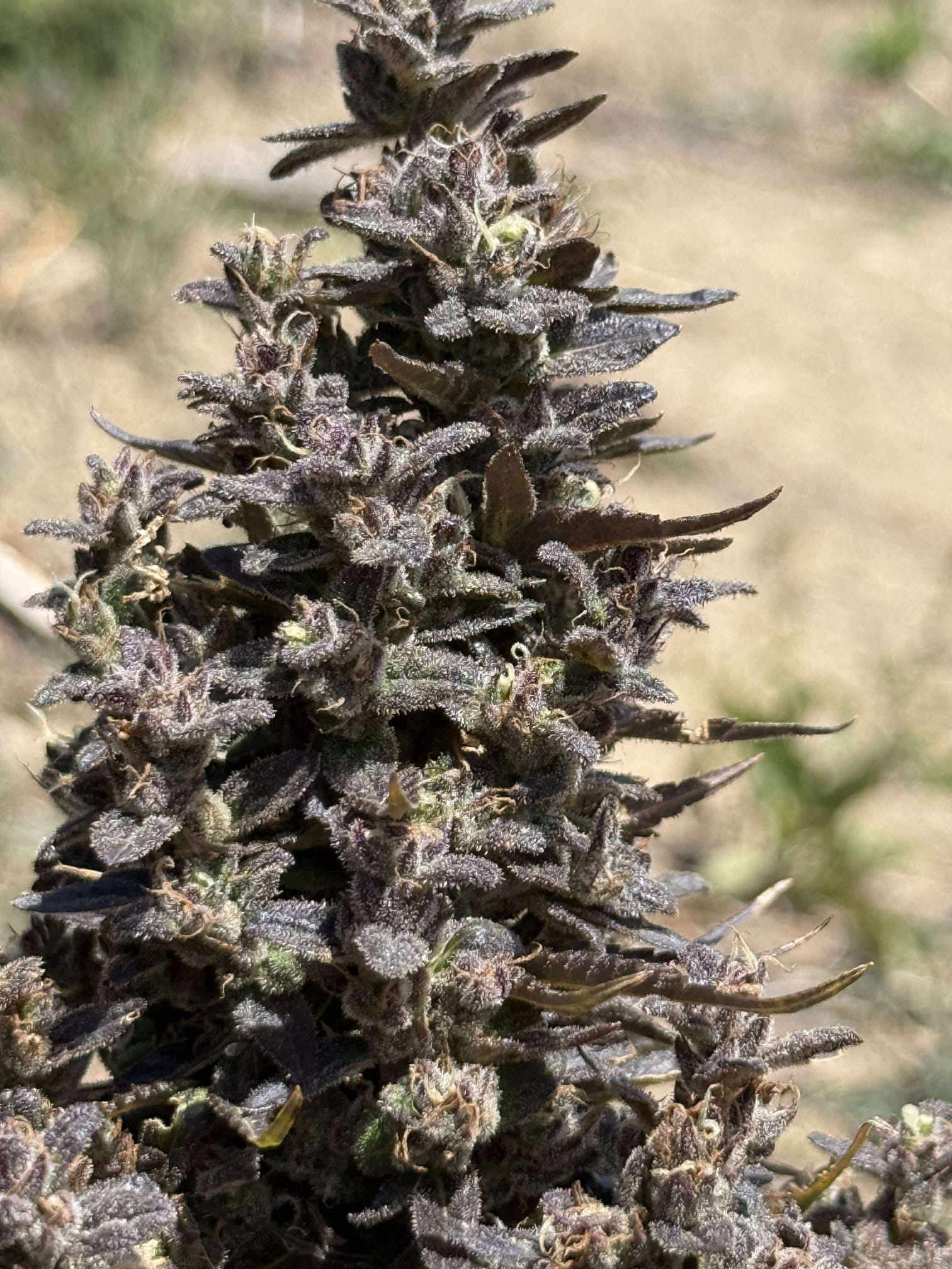 Détox Citron/Gingembre CBD – Image 2